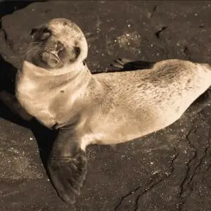 sea lion baby at hanoi aquarium