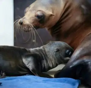 sea lion baby - Hanoi Aquarium