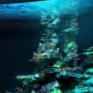 interior aquarium design - thumbnail