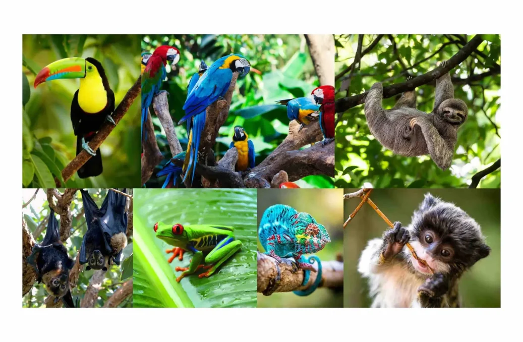 Rainforest Canopy Animals