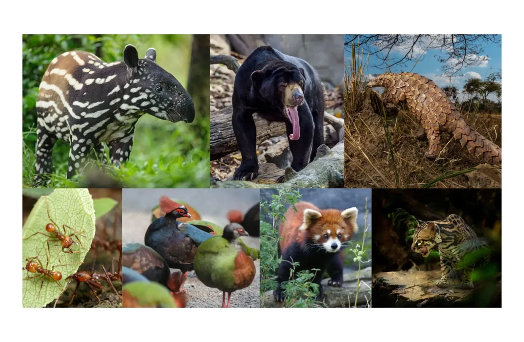 Rainforest Terrestrial Animals