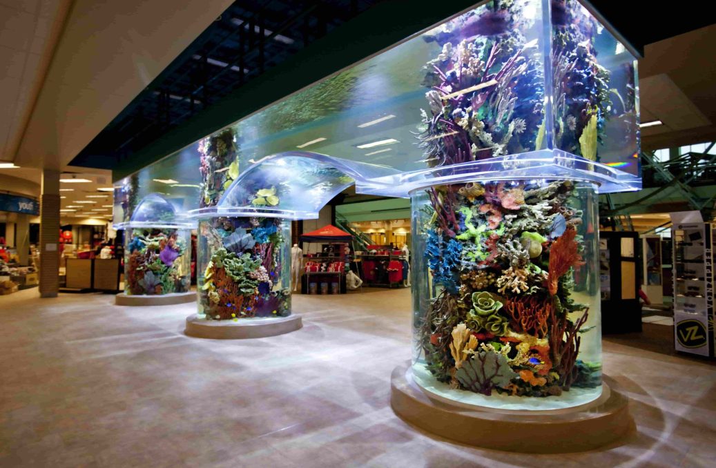 Scheels Sports Aquarium Dive into Aquatic Adventures ICM Corp